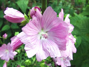 معرفی گل و گیاه:پنیرک: Malva moschata