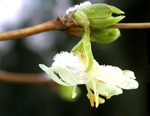 معرفی گل و گیاه:پیچ آبجوئی: Lonicera fragrantissima