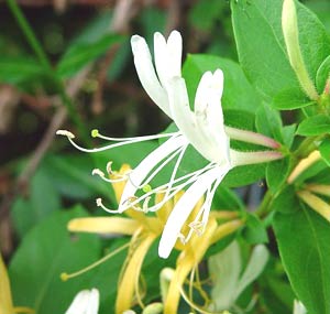 معرفی گل و گیاه:پیچ امین‌الدولهی: Lonicera japonica