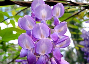 معرفی گل و گیاه:پیچ گلیسین: Wisteria sinensis