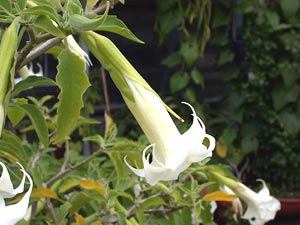 معرفی گل و گیاه:تاتوره: Datura arborea