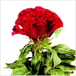 معرفی گل و گیاه:تاج خروس تاجی: Celosia argentea Olympia Series