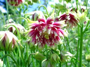 معرفی گل و گیاه:تاج‌الملوک: Aquilegia vulgaris Nora Barlow