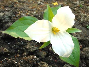 معرفی گل و گیاه:تریلیوم: Trillium grandiflorum