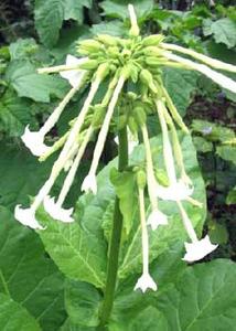 معرفی گل و گیاه:تنباکوی زینتی: Nicotiana Sylvestris