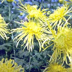 معرفی گل و گیاه:داوودی برنزی: Chrysan themum , Buff Margaret