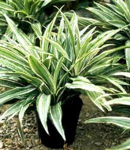 معرفی گل و گیاه:دراسنای: Dracaena deremensis Warneckei