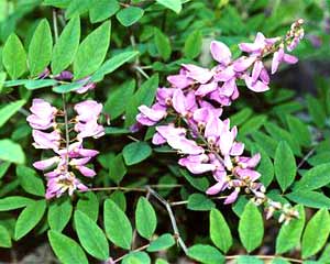 معرفی گل و گیاه:درختچه نیل: indigofera decora