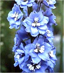 معرفی گل و گیاه:دلفینیوم: Delphinium Summer Skies