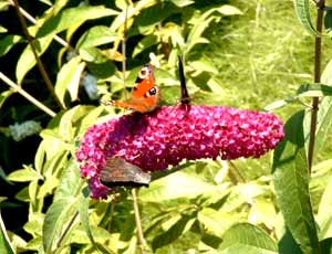 معرفی گل و گیاه:دم موشی: Buddleja davidil Royal Red