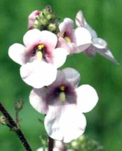 معرفی گل و گیاه:دیاسیا: Diascia rigescens