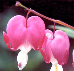 معرفی گل و گیاه:دیسنترا: Dicentra spectabilis