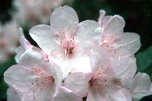 معرفی گل و گیاه:رودودندرون: Rhododendron Pink Pearl