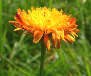 معرفی گل و گیاه:ریش قوش طلائی: Crepis aurea