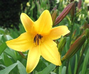 معرفی گل و گیاه:زنبق رشتی: Hemerocallis citrina