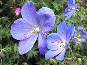 معرفی گل و گیاه:    ژرانیوم بنفش: Geranium ibericum