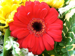 معرفی گل و گیاه:         ژربرا: Gerbera jamesonii