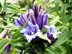 معرفی گل و گیاه:        سپاس (جنتیانا)  : Gentiana asclepiadea