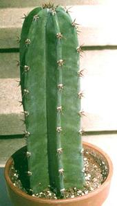 معرفی گل و گیاه:        سرئوس  : Cereus Peruvianus