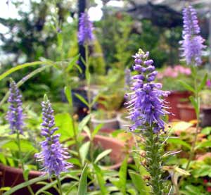 معرفی گل و گیاه:          سیزاب دم گربه‌ای بنفش: Veronica spicata subsp Inc ana