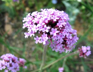 معرفی گل و گیاه:          شاپسند دایمی: Verbena Bonariensis