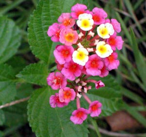 معرفی گل و گیاه:          شاپسند درختی: Lantana camara