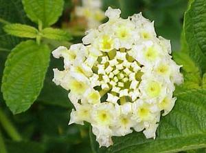 معرفی گل و گیاه:          شاپسند سپید برفی: Lantana camara Show white