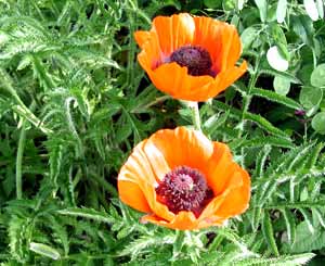 معرفی گل و گیاه/        شقایق شرقی: Papaver orientale