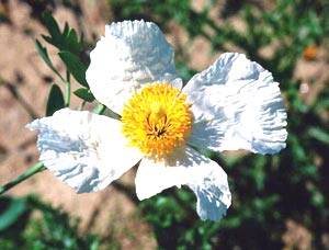 معرفی گل و گیاه/        شقایق کالیفرنیا: Romneya Coulteri