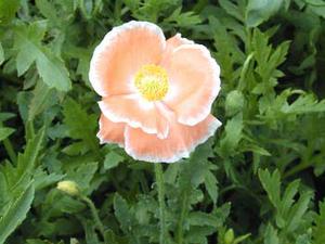 معرفی گل و گیاه/        شقایق مزرعه: Papaver rhoeas Mother of Pearl