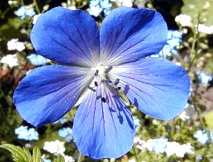 معرفی گل و گیاه/        شمعدانی (ژرانیوم): Geranium hymalayense