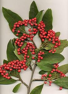 معرفی گل و گیاه/        شیرخشت: Cotoneaster Cornubia