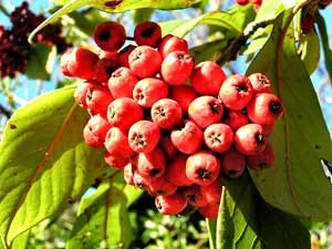 معرفی گل و گیاه/        شیرخشت درختی: Cotoneaster frigidus