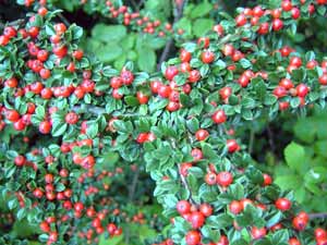 معرفی گل و گیاه/        شیرخشت صخره‌ای: Cotoneaster horizontalis