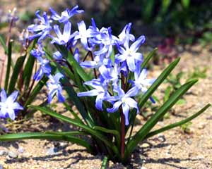 معرفی گل و گیاه/      شینودوکسا  : Chionodoxa luciliae