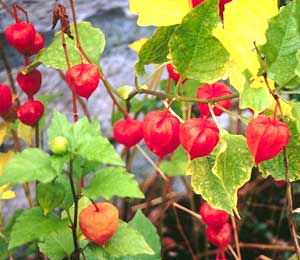 معرفی گل و گیاه/        عروسک پشت پرده: Physalis alkekengi