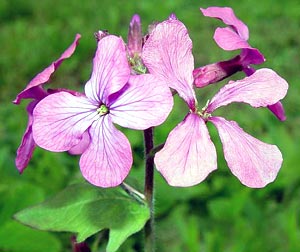 معرفی گل و گیاه/        علف ماه: Lunaria annua