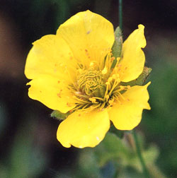 معرفی گل و گیاه/        علف مبارک کوهستانی: Geum montanum