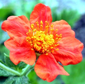 معرفی گل و گیاه/        علف مبارك: Geum Coccineum