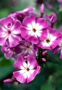 معرفی گل و گیاه >>>>>> فلوکس: Phlox Paniculata