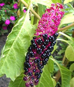 معرفی گل و گیاه >>>>>> فیتولاكا (سرخ بر): Phytolacca acinosa