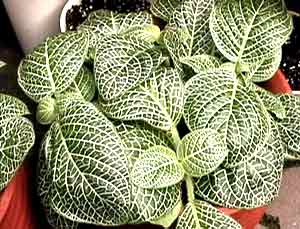 معرفی گل و گیاه >>>>>> فیتونیا: Fittonia argyroneura