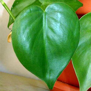 معرفی گل و گیاه >>>>>> فیلودندرون برگ قلبی: philodendron Scandens