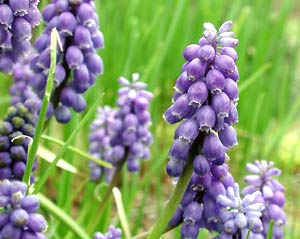 معرفی گل و گیاه >>>>>> کلاغک: Muscari armeniacum