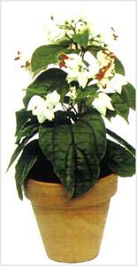 معرفی گل و گیاه >>>>>> کلرودندرومی: Clerodendrom thomsoniae