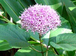 معرفی گل و گیاه >>>>>> کلرودندرون: Clerodendrum bungei