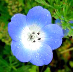 معرفی گل و گیاه >>>>>> کوچولوی چشم آبی: nemophila maculate