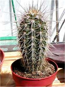 معرفی گل و گیاه >>>>>>كاكتوس پاكی سرئوس: Pachycereus priglei