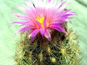 معرفی گل و گیاه >>>>>> كاكتوس كروی: Coryphantha vivipara var arizonica