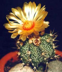 معرفی گل و گیاه >>>>>> كاكتوس كلاه اسقف: Astrophytum ornatum